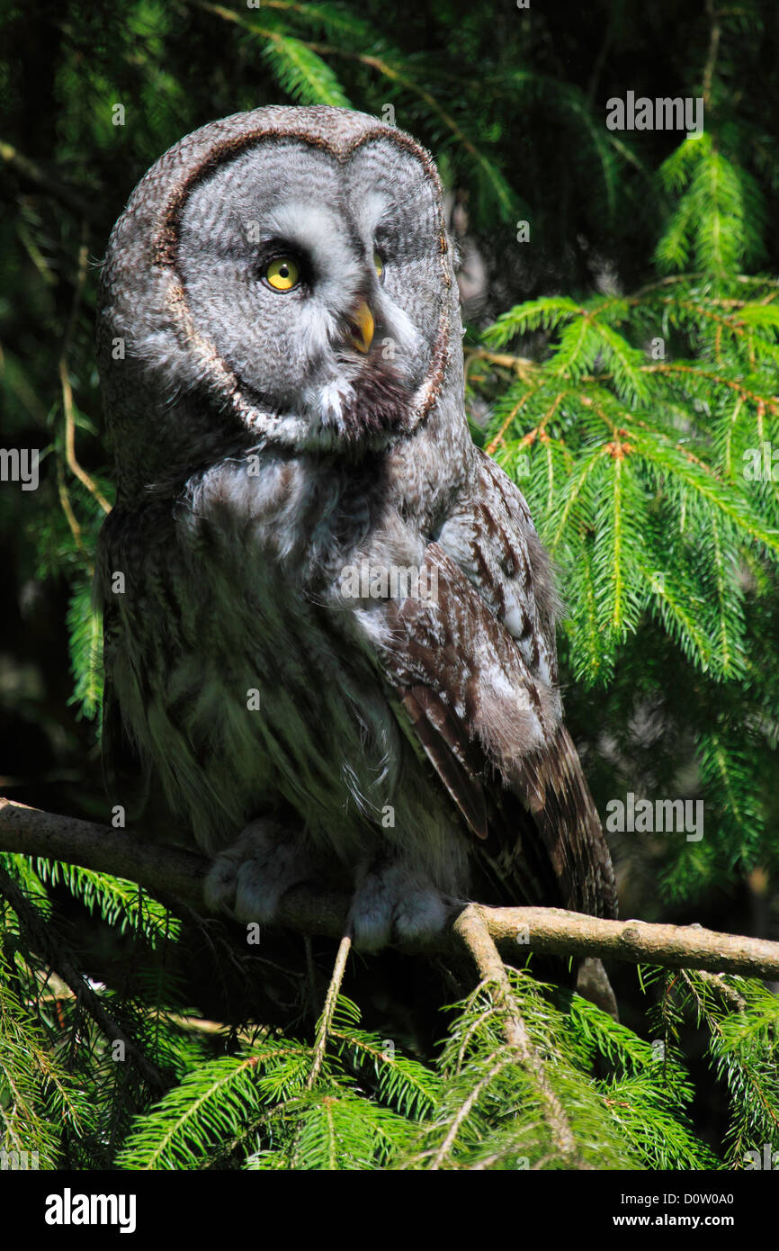 1 eye beard whiskers beard owl Captive owl plumage owl portrait Switzerland animal park bird zoo branch one sit Stock Photo