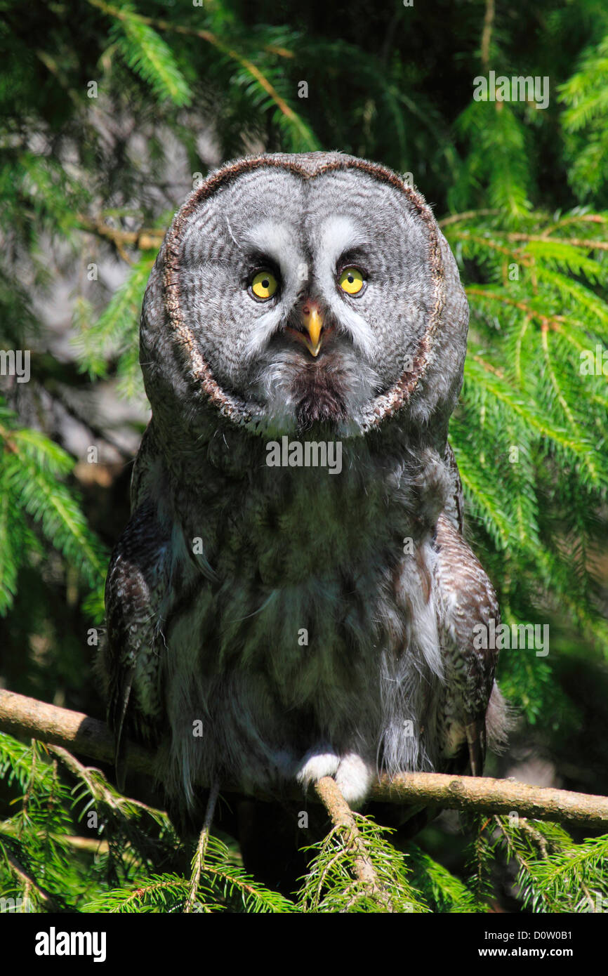 1 eye beard whiskers beard owl Captive owl plumage owl portrait Switzerland animal park bird zoo branch one sit Stock Photo