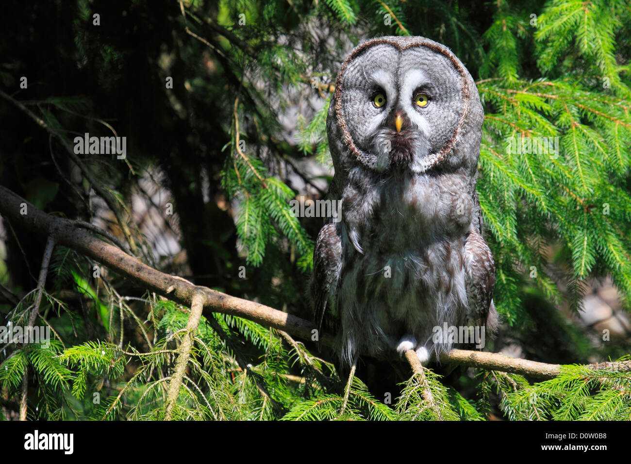 1 eye beard whiskers beard owl Captive owl plumage owl portrait Switzerland animal park bird zoo branch one sit Stock Photo