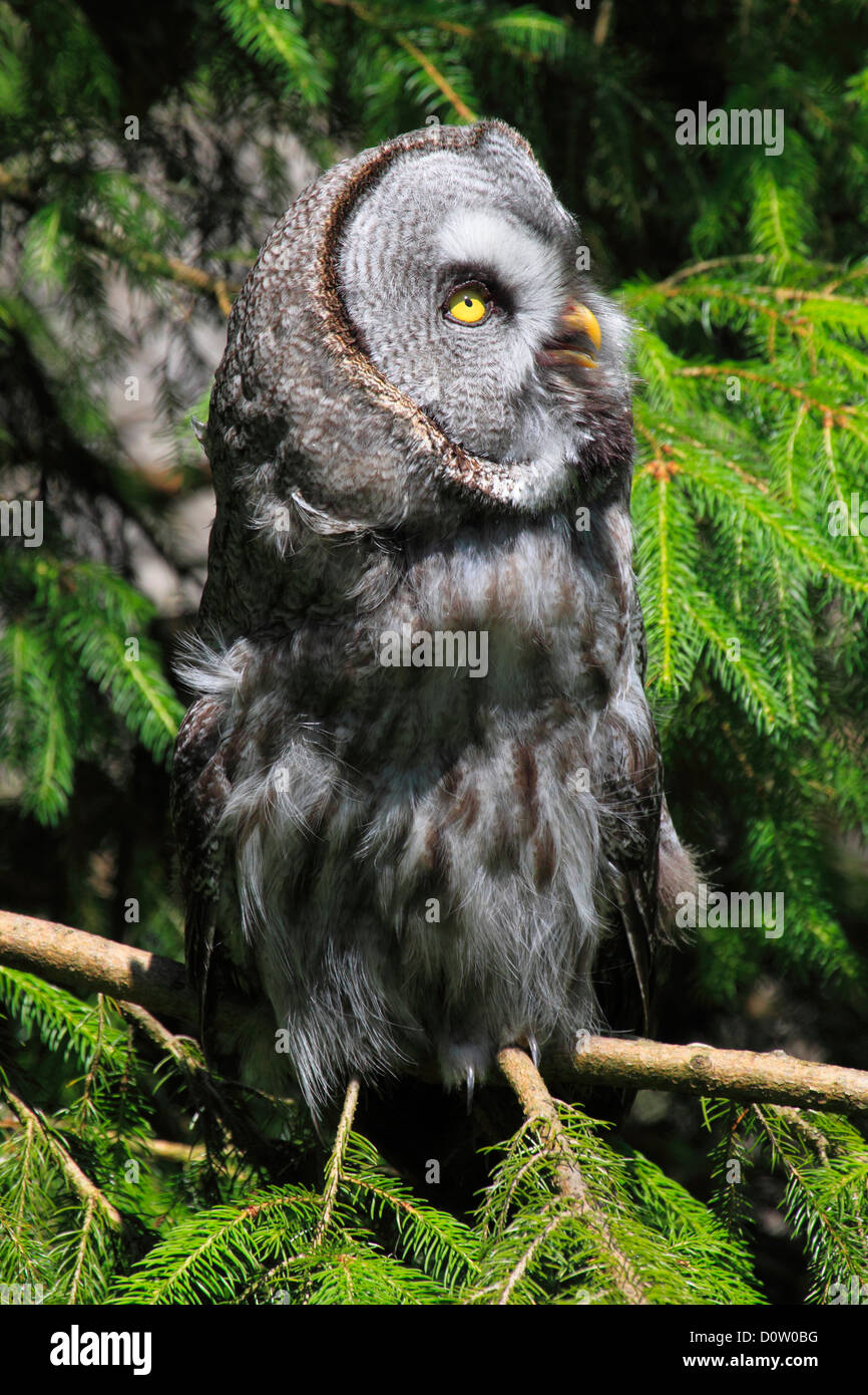 1 eye beard whiskers beard owl Captive owl plumage owl portrait Switzerland animal park bird zoo branch one sit Stock Photo