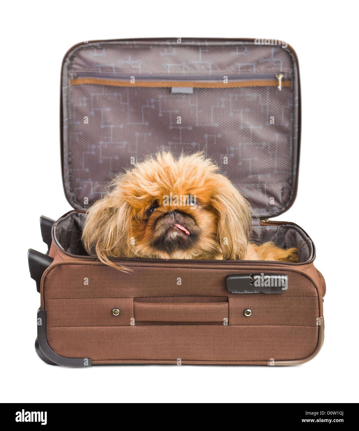 Dog in travel case Stock Photo Alamy