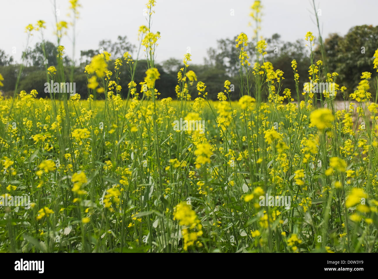 Mustard field, Sohna, Gurgaon, Haryana, India Stock Photo Alamy