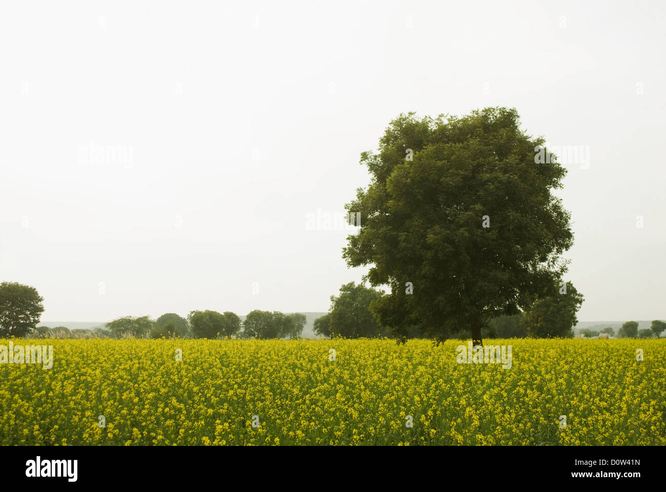 Trees in a mustard field, Sohna, Gurgaon, Haryana, India Stock Photo