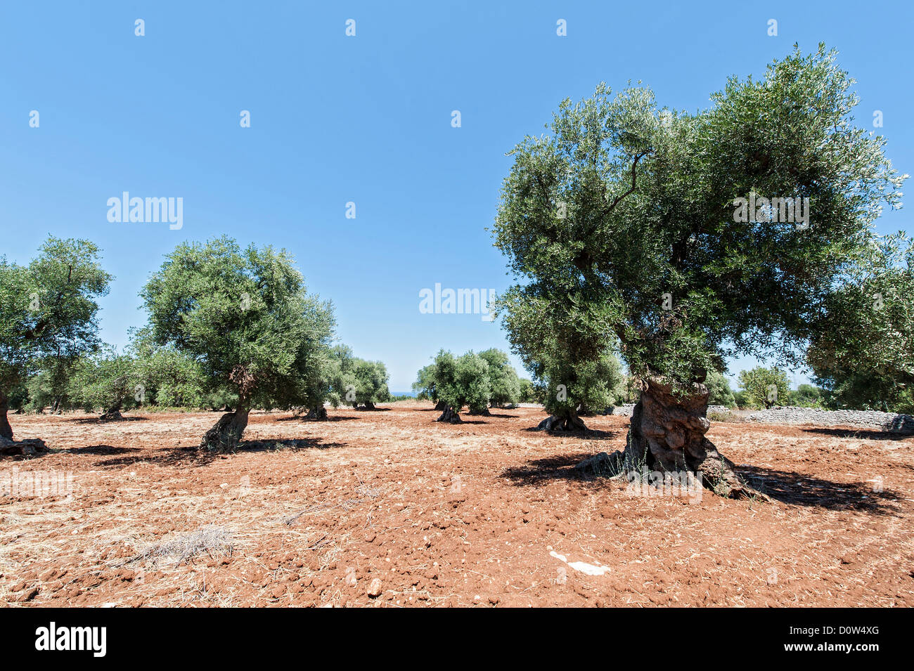 Italy, Puglia, Europe, Olive trees, old, trees, Olive, agriculture Stock Photo