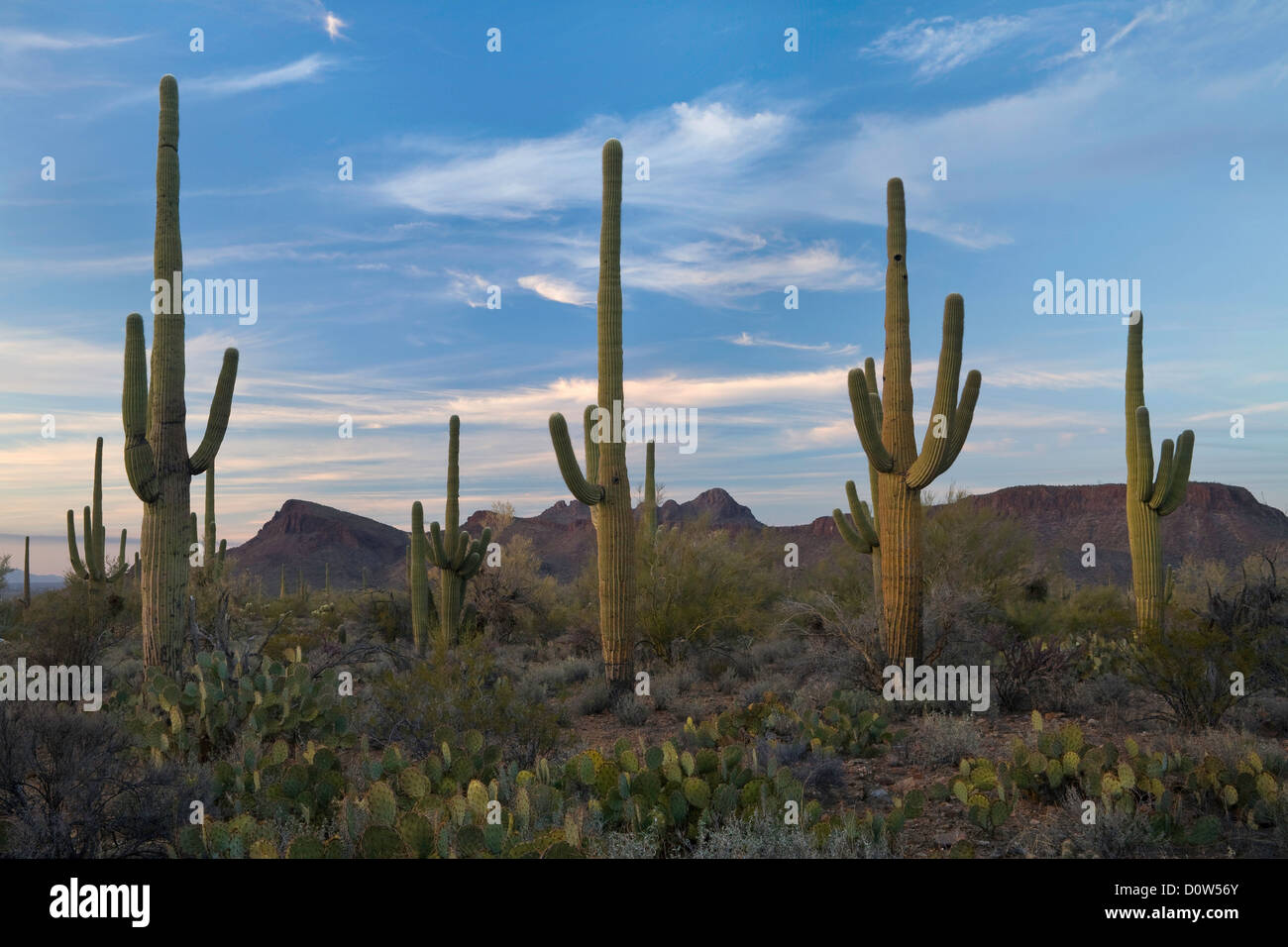 USA, Vereinigte Staaten, Amerika, Frühling, Saguaro, Kaktus ...