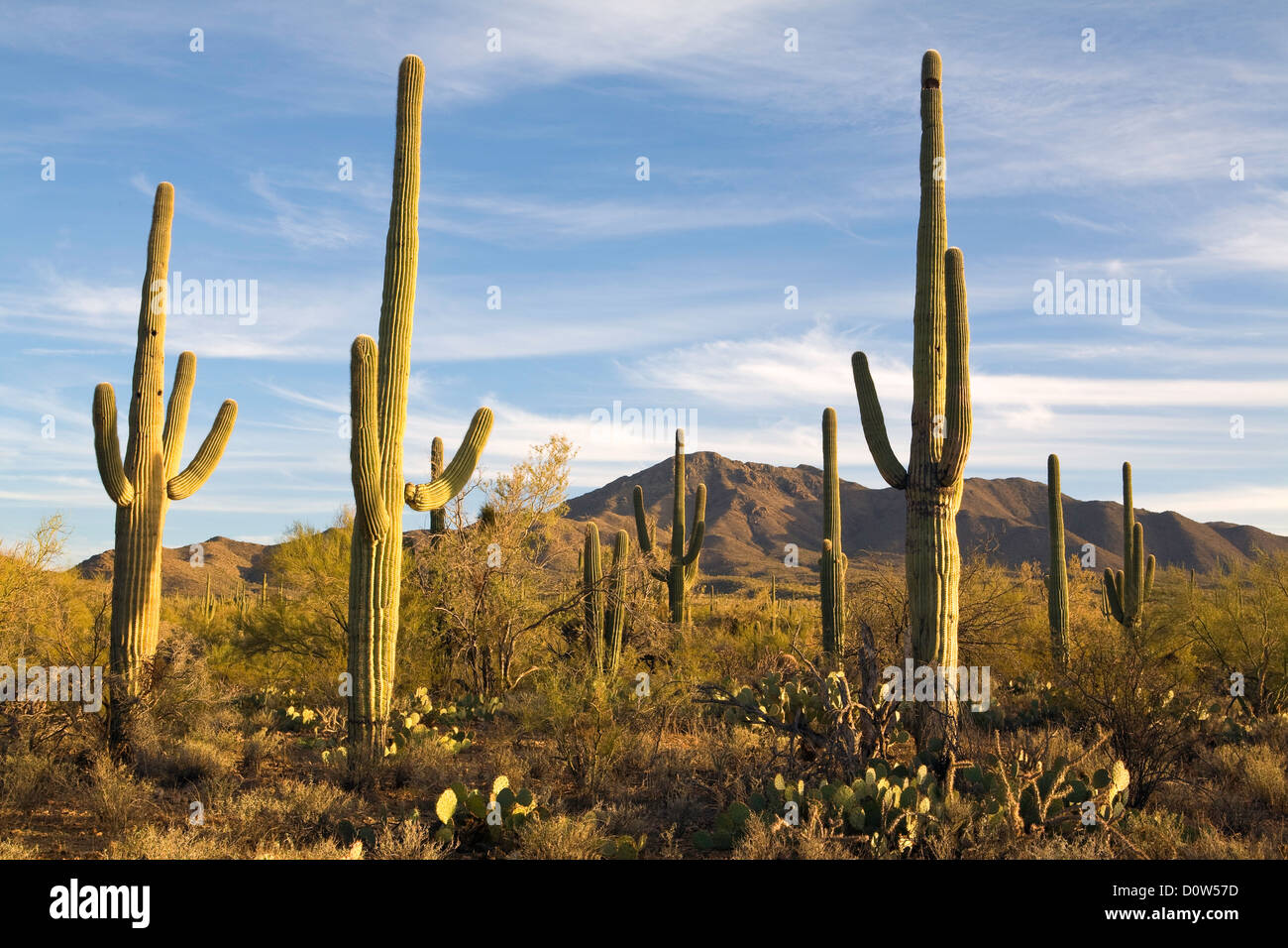 USA, Vereinigte Staaten, Amerika, Frühling, Saguaro, Kaktus Stock Photo ...