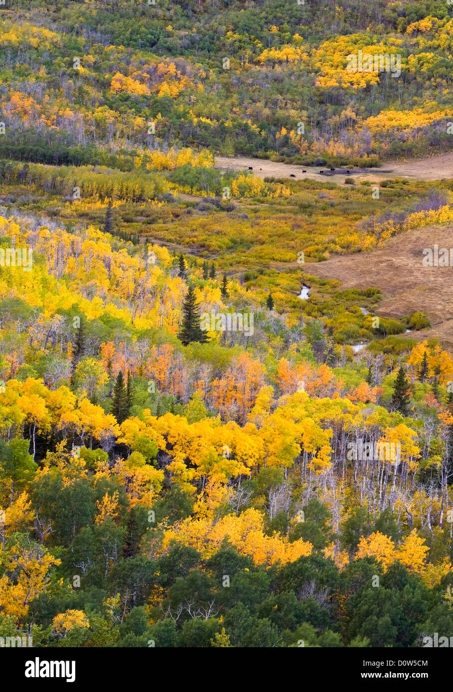 USA Vereinigte Staaten Amerika Gletscher Nationalpark MT Montana Zitterpappel Espenlaub Farbe Herbst Farben Blätter Stock Photo