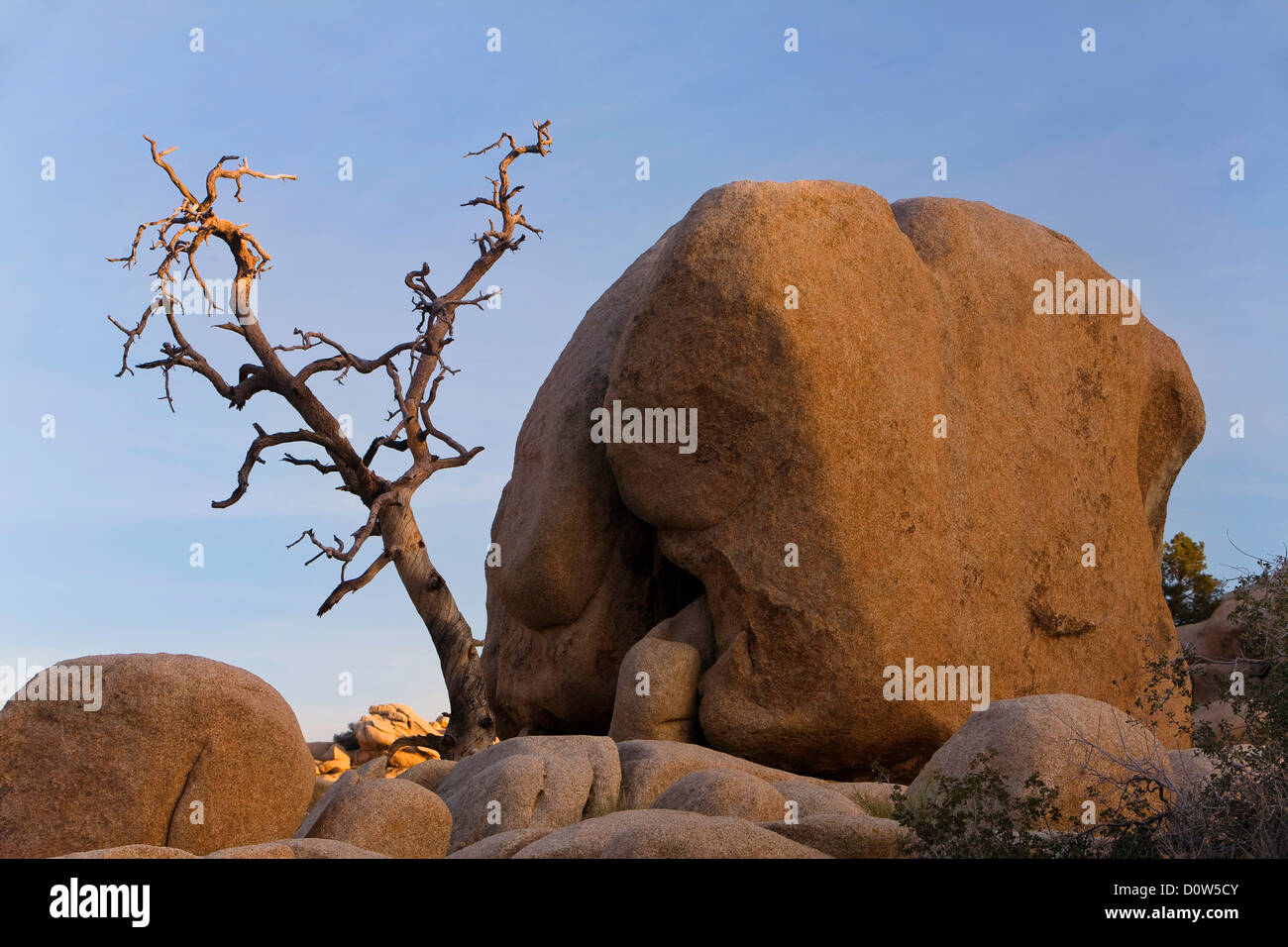 USA, Vereinigte Staaten, Amerika, Joshua Tree, Nationalpark, CA, California, Kalifornien, Frühling, Felsblock, Felsblöcke, alt, Stock Photo