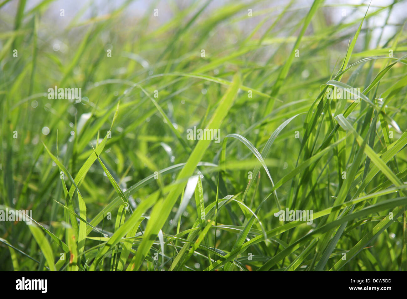 Nature, grass, green, meadow detail, blades of grass, plants, concepts