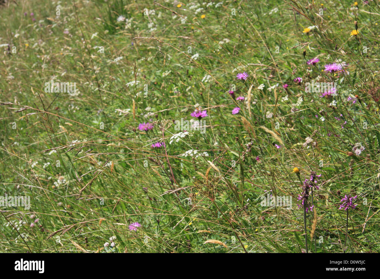 Switzerland, Europe, canton, Bern, Bernese Oberland, alpine, meadow