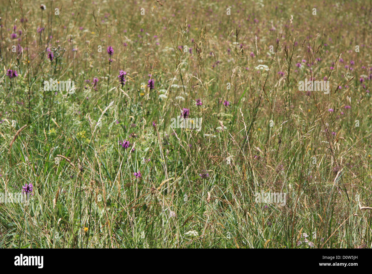 Switzerland, Europe, canton, Bern, Bernese Oberland, alpine, meadow
