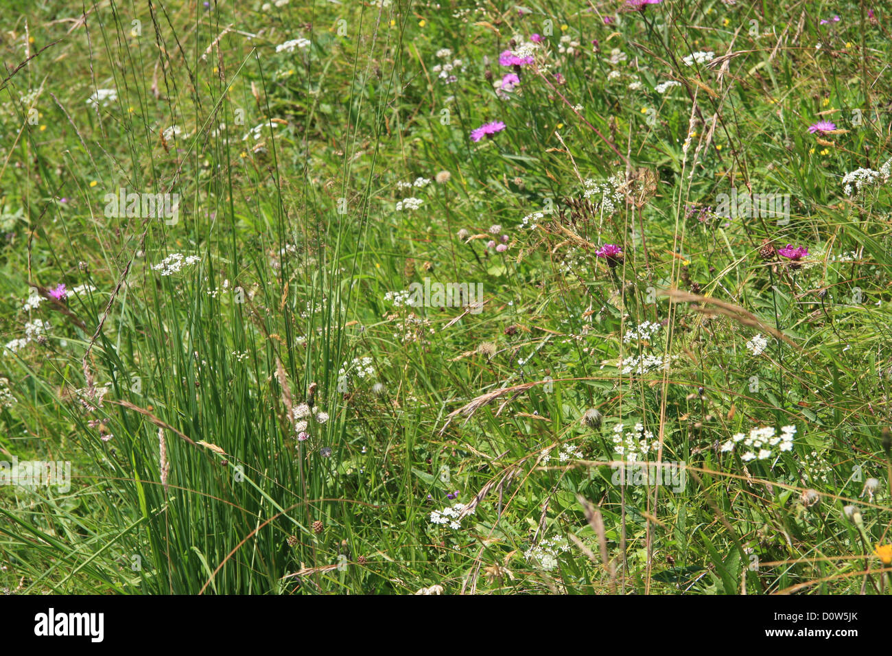 Switzerland, Europe, canton, Bern, Bernese Oberland, alpine, meadow