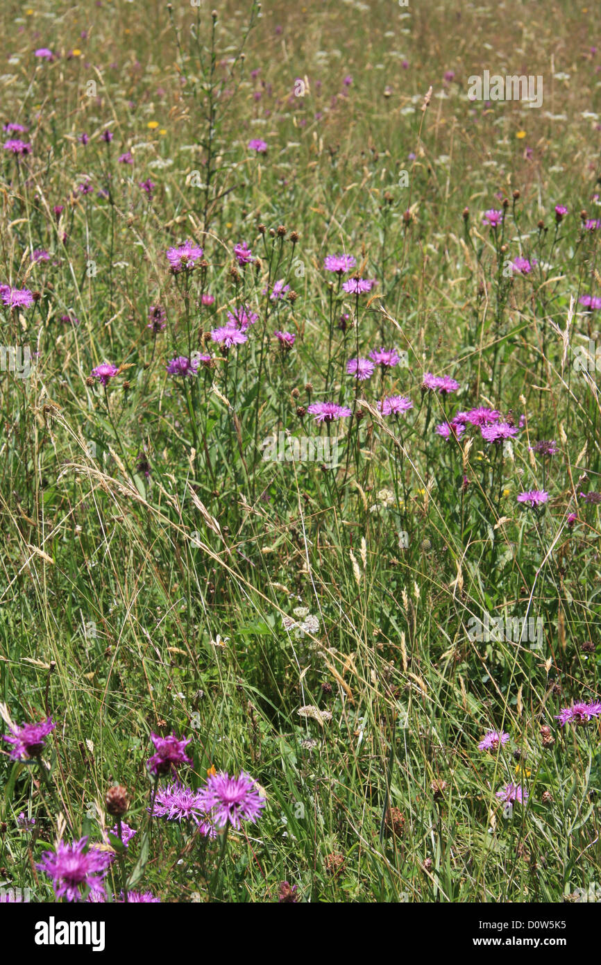 Switzerland, Europe, canton, Bern, Bernese Oberland, alpine, meadow