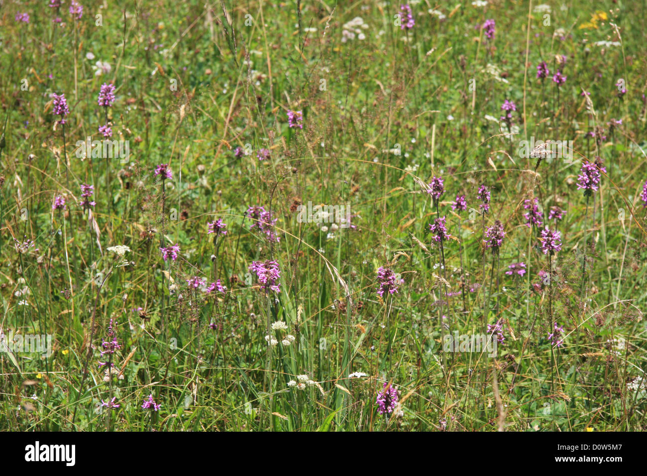 Switzerland, Europe, canton, Bern, Bernese Oberland, alpine, meadow
