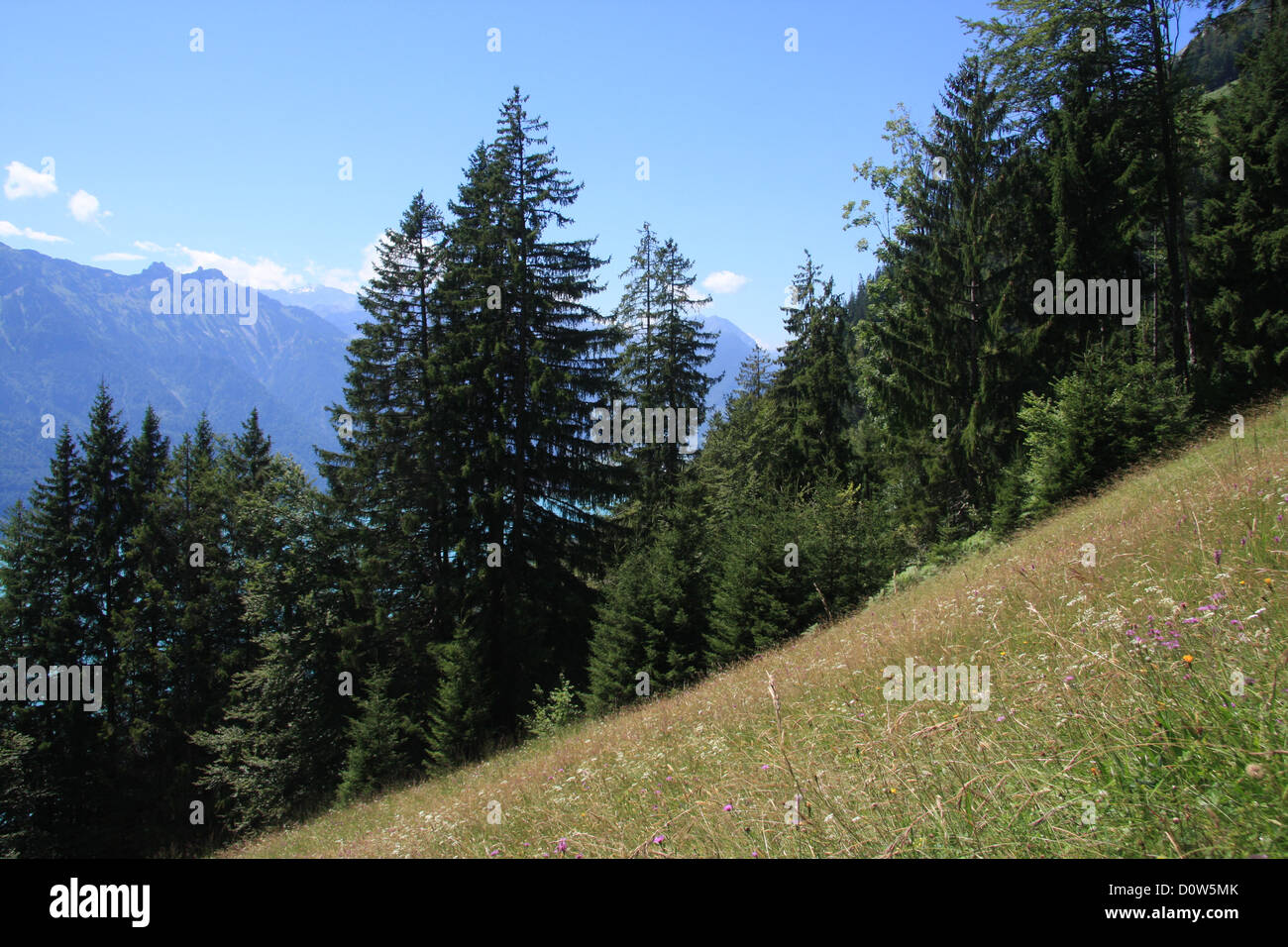 Switzerland, Europe, canton, Bern, Bernese Oberland, alpine, meadow