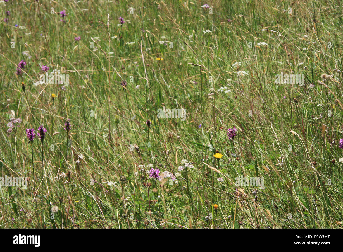 Switzerland, Europe, canton, Bern, Bernese Oberland, alpine, meadow