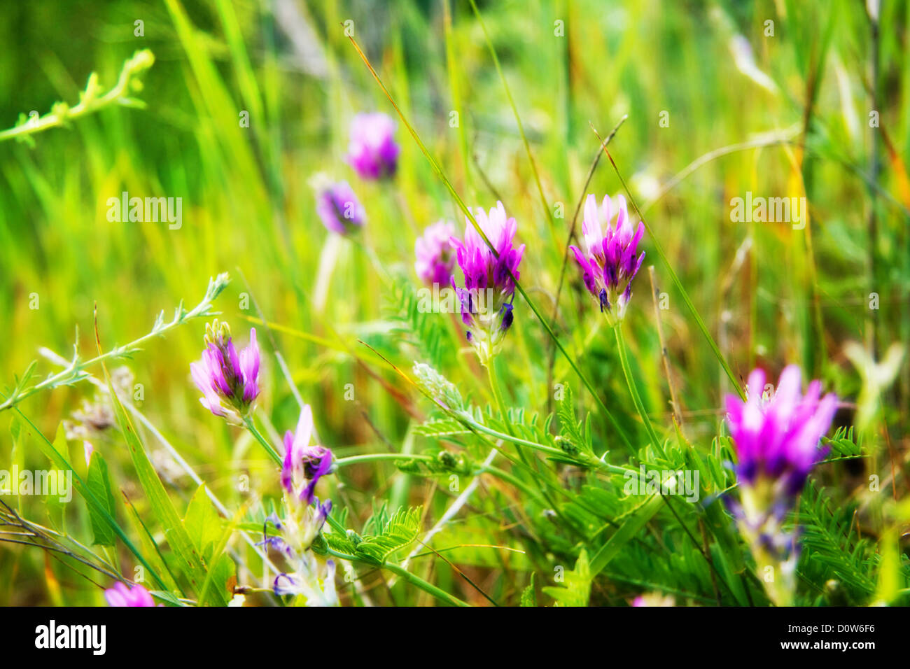 Purple wildflowers on a sunny day Stock Photo