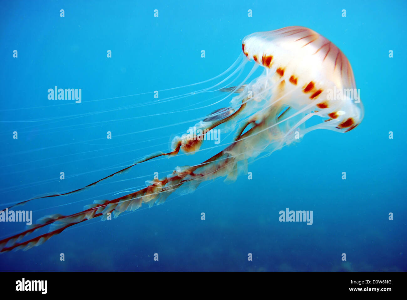 A compass jellyfish near Lundy Island, Devon, UK Stock Photo Alamy