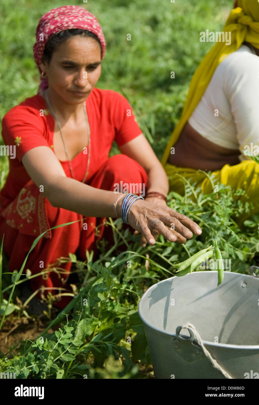 Female farm workers picking green pea pods, Farrukh Nagar, Gurgaon, Haryana, India Stock Photo