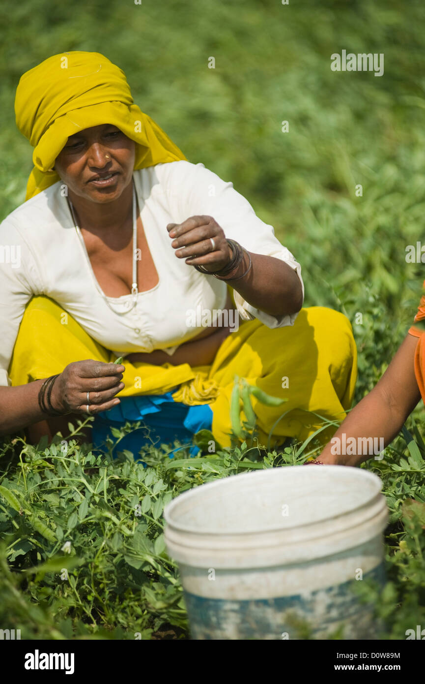 Female farm worker picking green pea pods, Farrukh Nagar, Gurgaon, Haryana, India Stock Photo