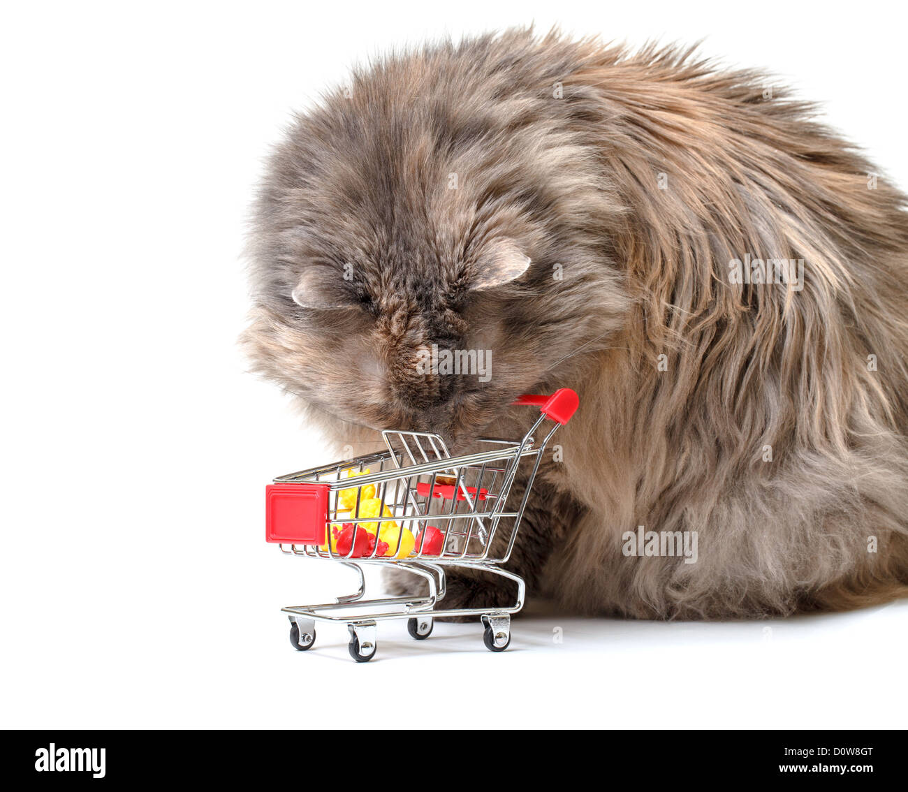 Cat with Shopping Cart Stock Photo Alamy