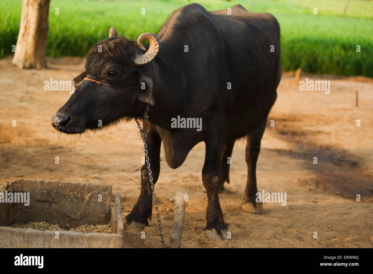Water buffalo (Bubalus bubalis) in a field, Farrukh Nagar, Gurgaon, Haryana,  India Stock Photo - Alamy