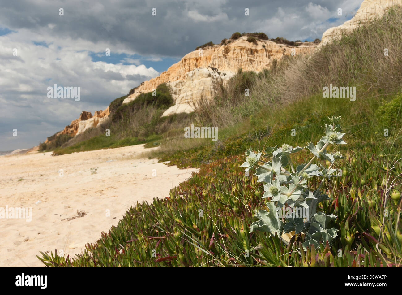 Sea holly Eryngium maritimum surrounded by invasive ice plant