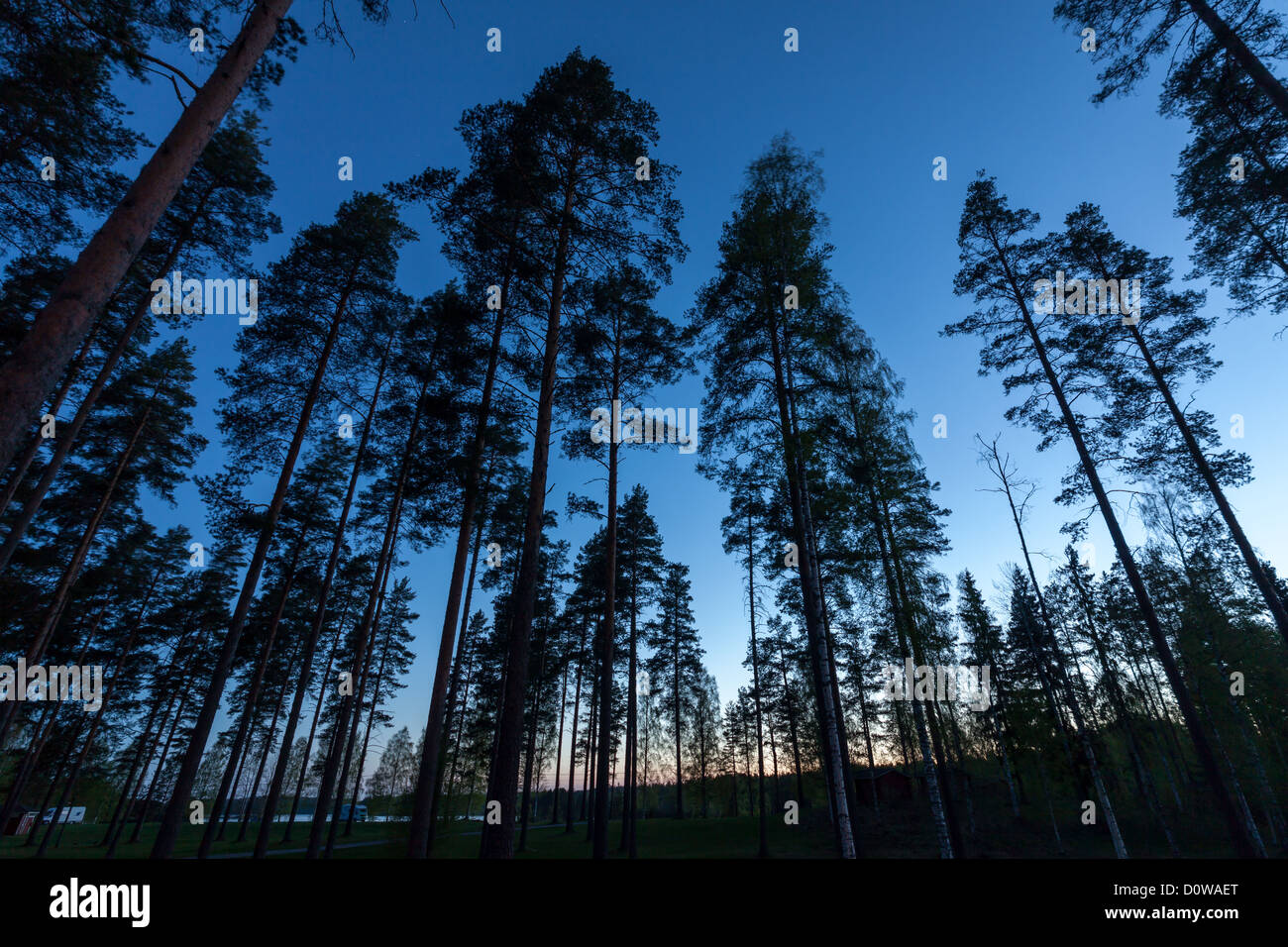 Fisheye view tall pine hi-res stock photography and images - Alamy