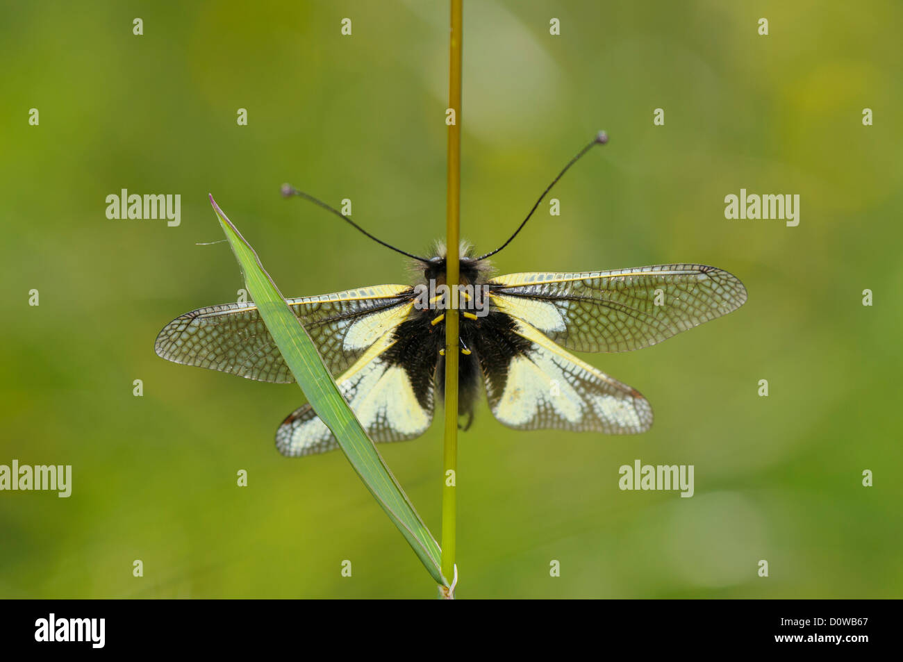 Libellen-Schmetterlingshaft ,Libelloides coccajus, owlfly Ascalaphid Stock Photo