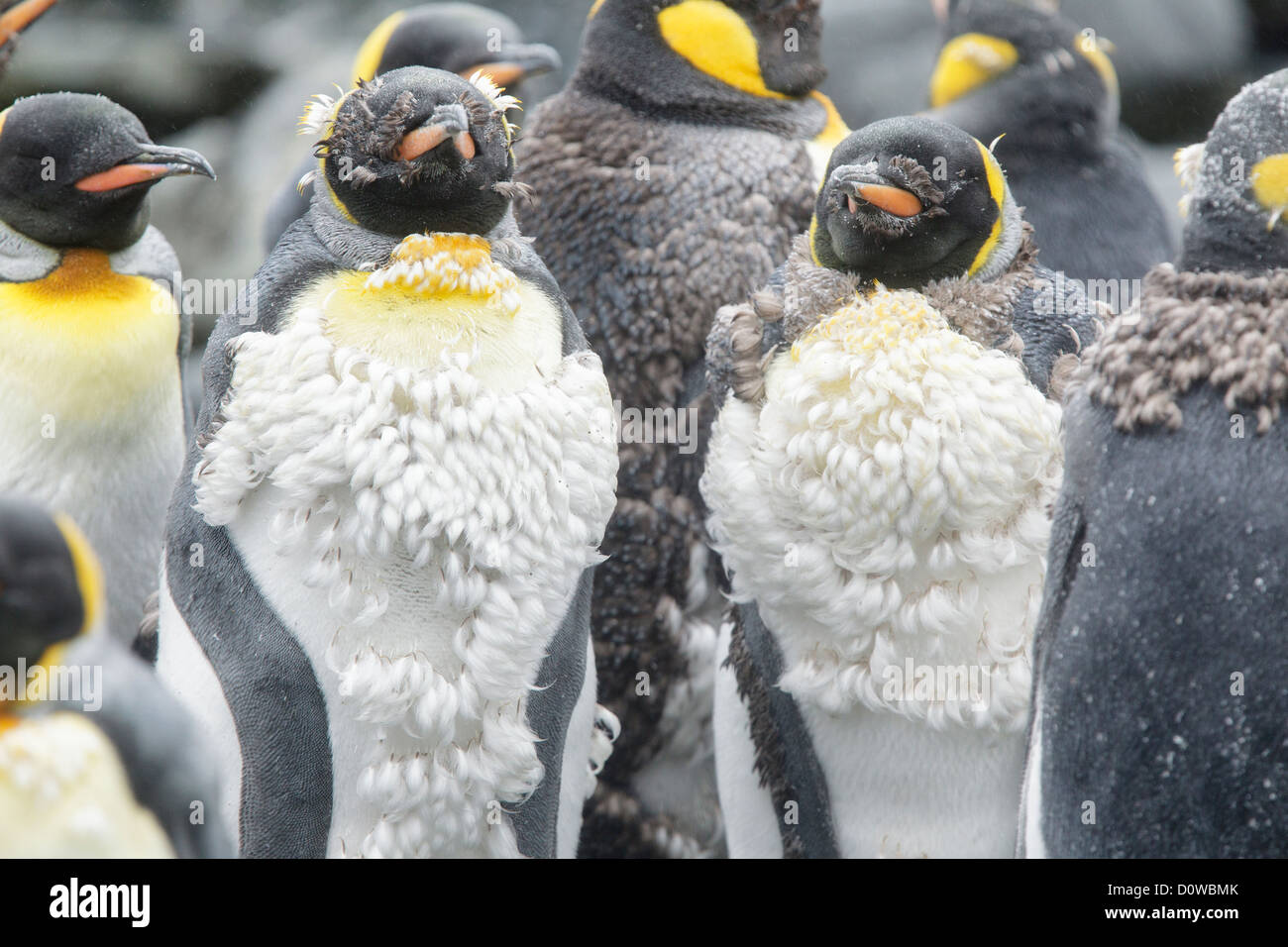 King penguins (Aptenodytes patagonicus)  adults moulting in Macquarie island - Tasmania - Australia Stock Photo
