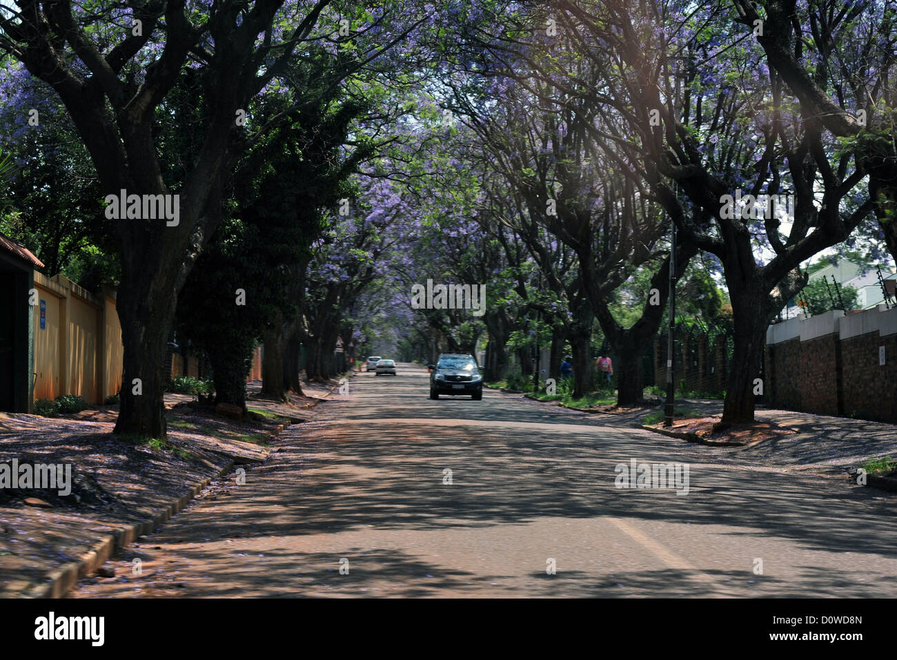 An jacaranda tree lined avenue in Johannesburg. Stock Photo