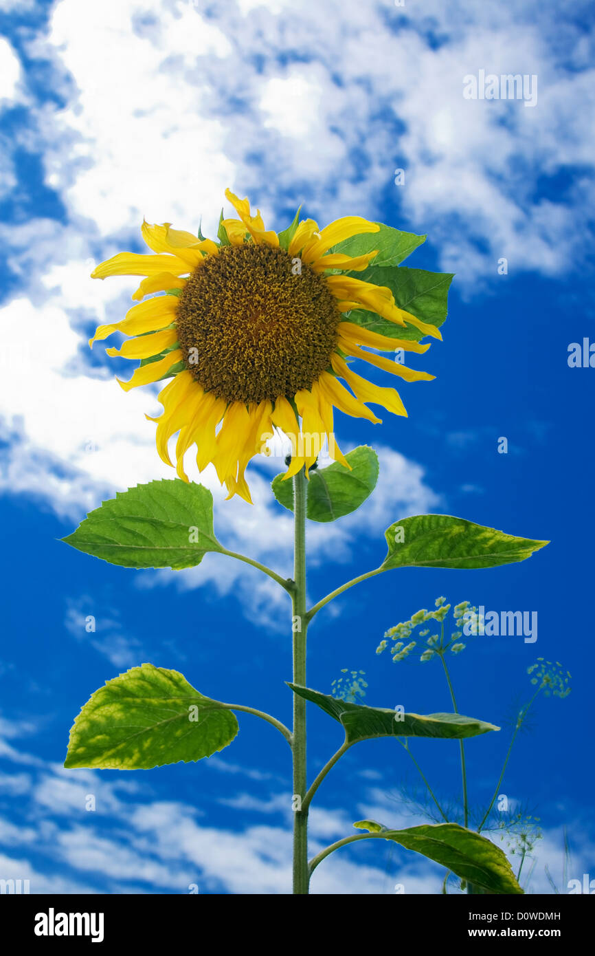 Sunflower against the blue sky Stock Photo - Alamy