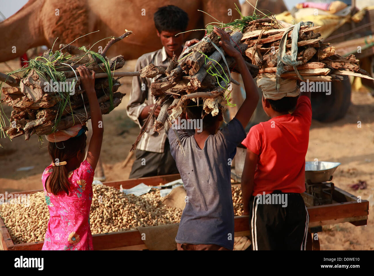 Children carrying wood at Pushkar fair Stock Photo