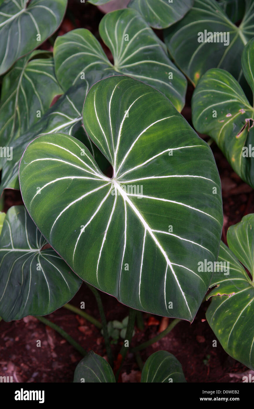 Satin Leaf Philodendron, Philodendron gloriosum (André), Araceae. Columbia, South America. Stock Photo