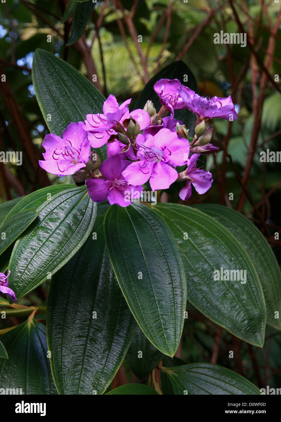 Glory Bush, Purple Glory Tree, Tibouchina granulosa, Melastomataceae. Brazil to Bolivia, South America. Stock Photo