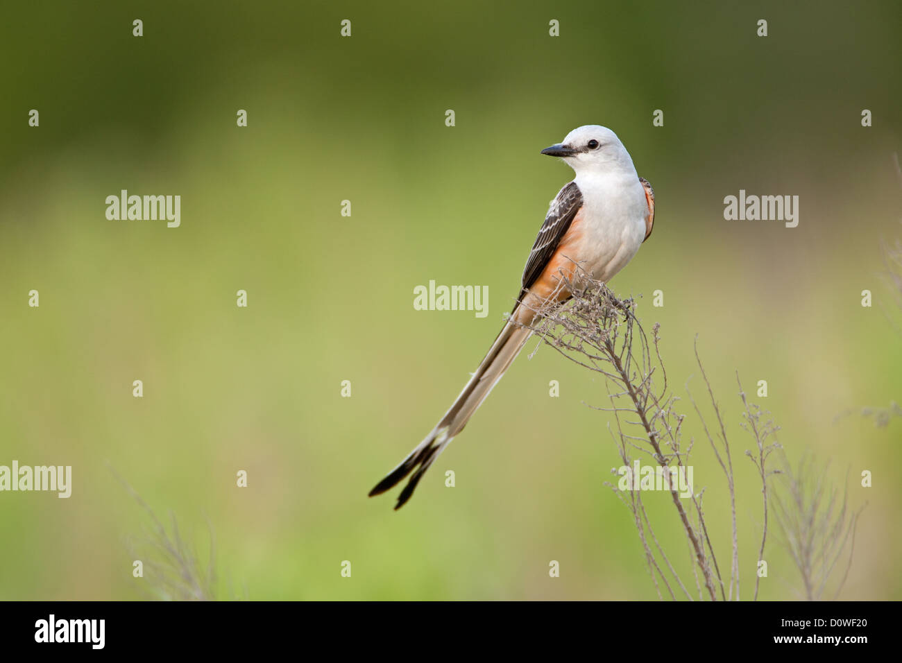 Scissortailed Flycatcher perching bird birds songbird songbirds Ornithology Science Nature