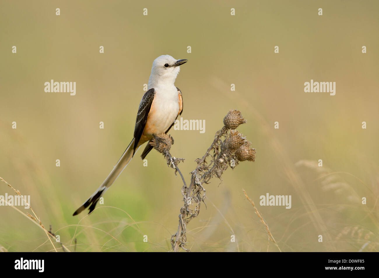 Scissortailed Flycatcher perching bird birds songbird songbirds