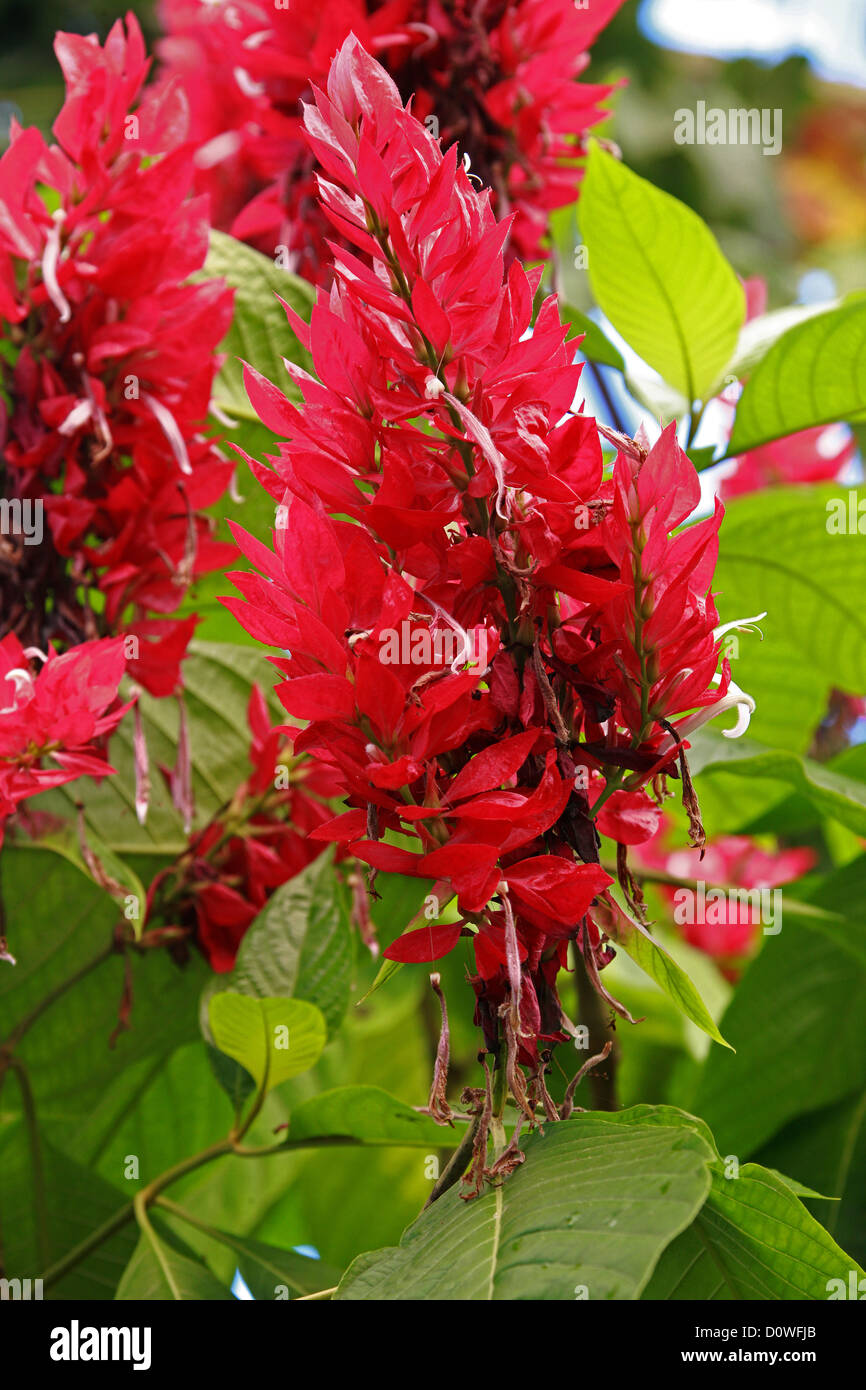 Brazilian Red Cloak, Megaskepasma erythrochlamys, Acanthaceae. Venezuela, South America. Stock Photo