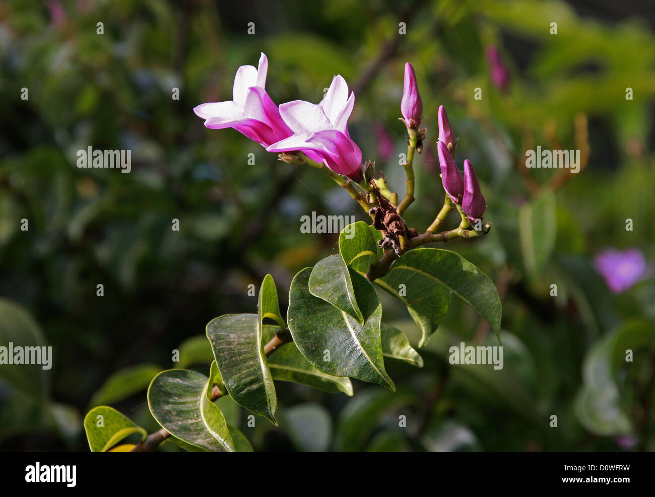 Rubber vine, Cryptostegia grandiflora, Apocynaceae. Madagascar and Tropical East Africa. Stock Photo