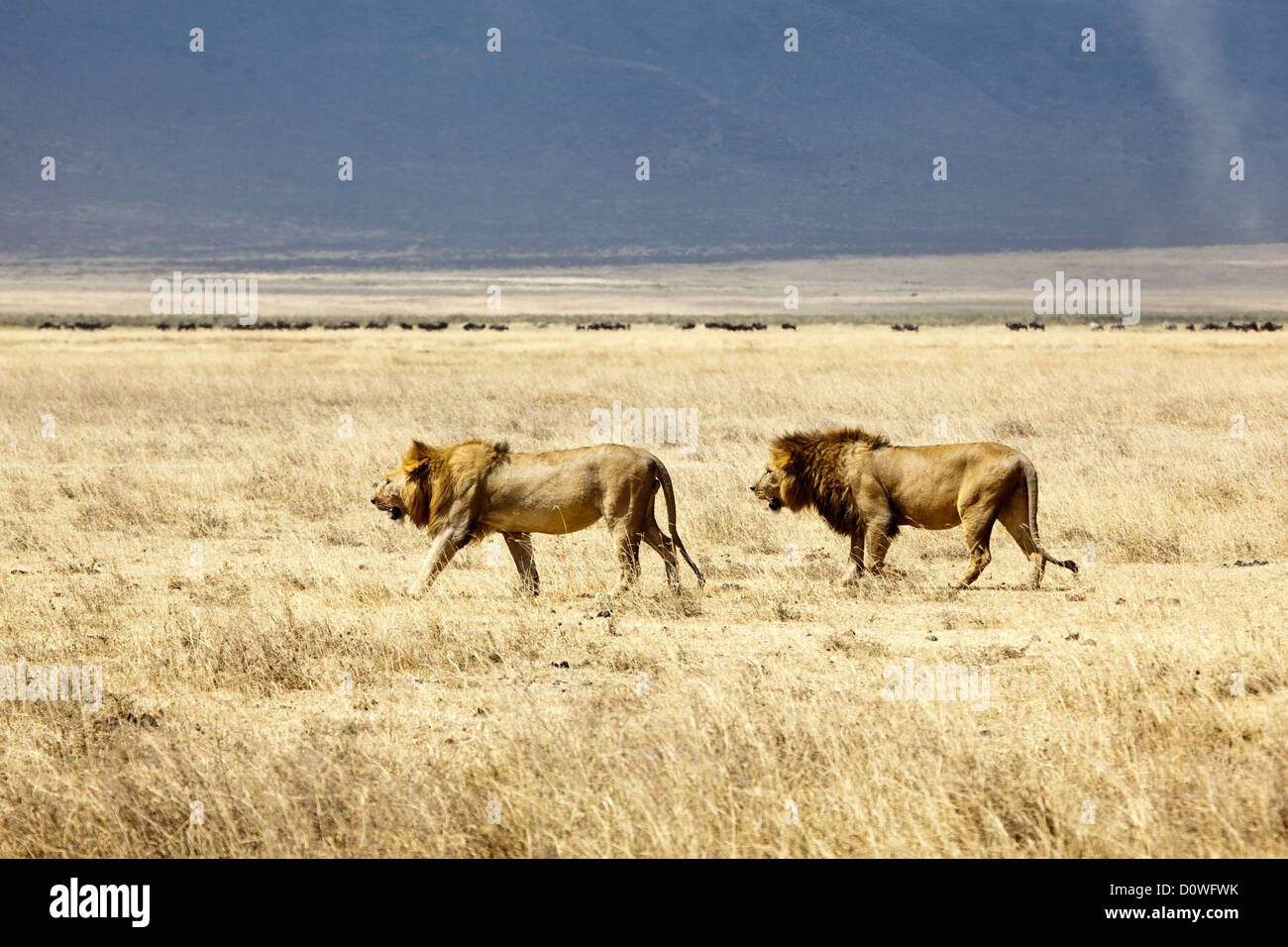 Two male Lions in Ngorongoro Crater;Safari;wildlife;World Heritage Site by UNESCO in Tanzania;East Africa;Africa Stock Photo