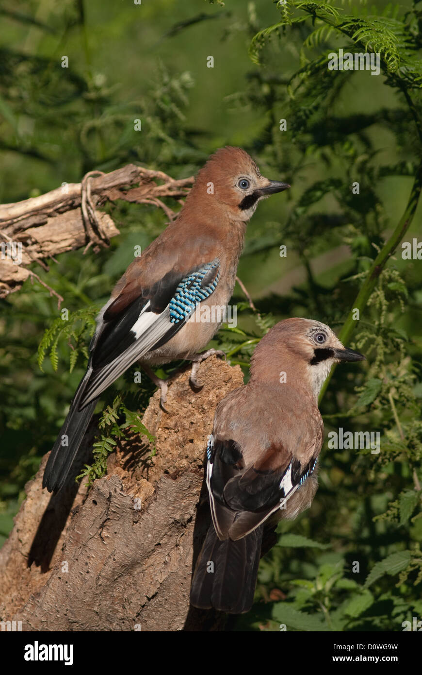 Adult Jay with youngster begging to be fed Stock Photo
