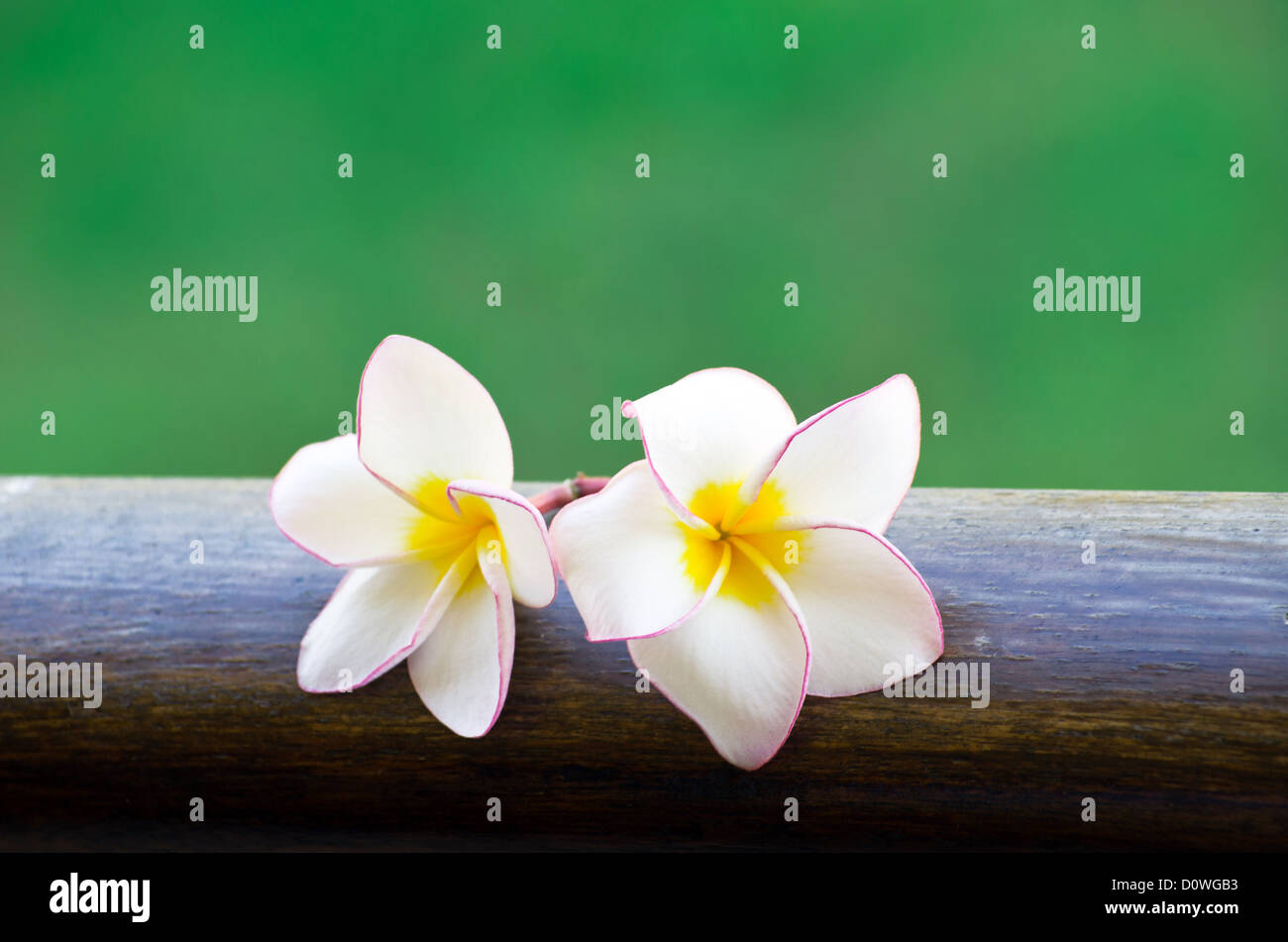 Pink frangipani flowers on green background Stock Photo