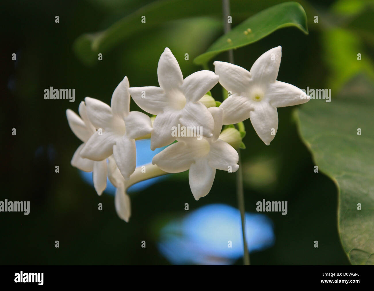 Madagascar Jasmine, Waxflower, Hawaiian Wedding Flower, Stephanotis