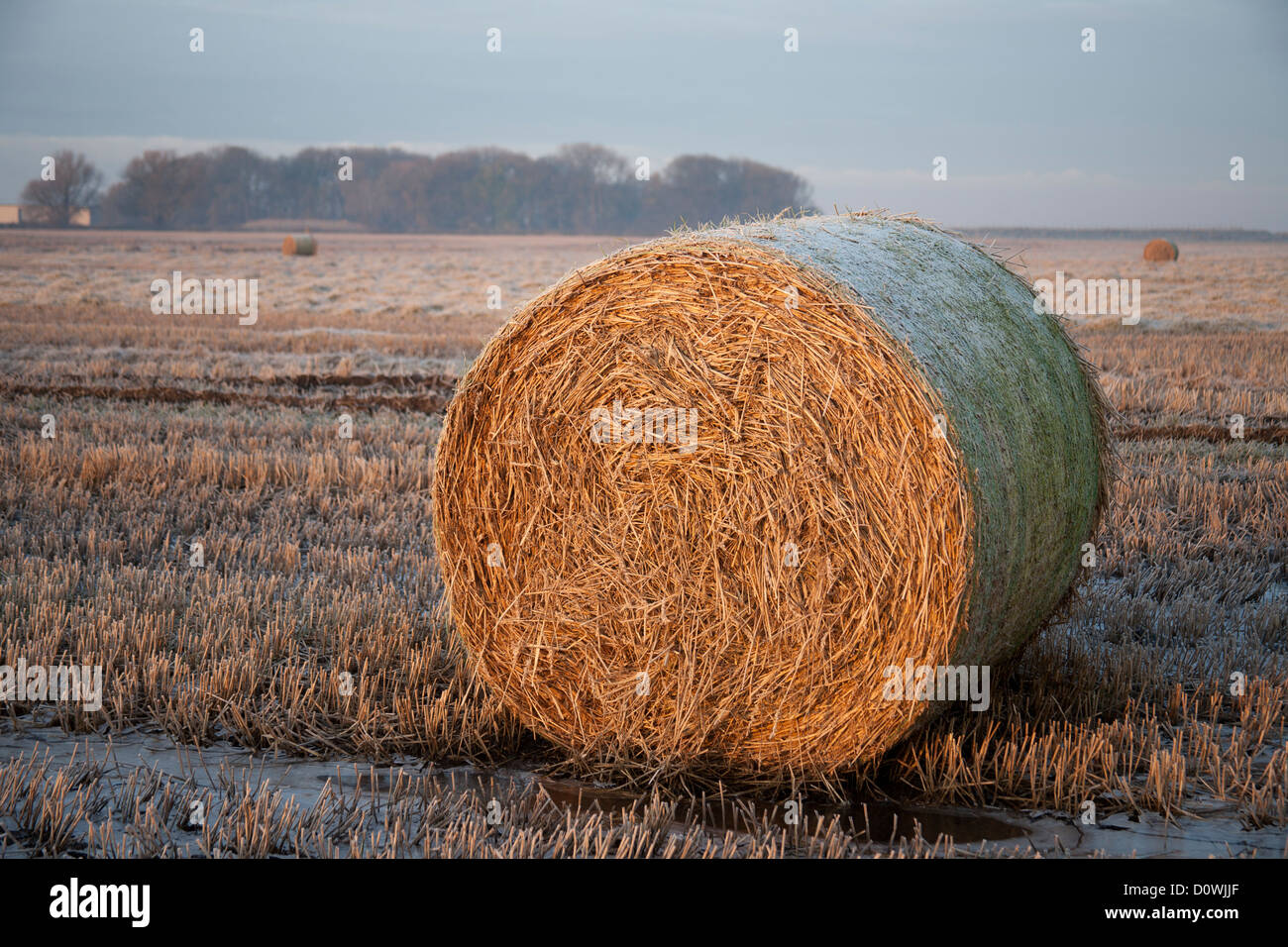 Cut bales of hay in a field in Lancashire   Straw bales in winter for use as bedding. Stock Photo