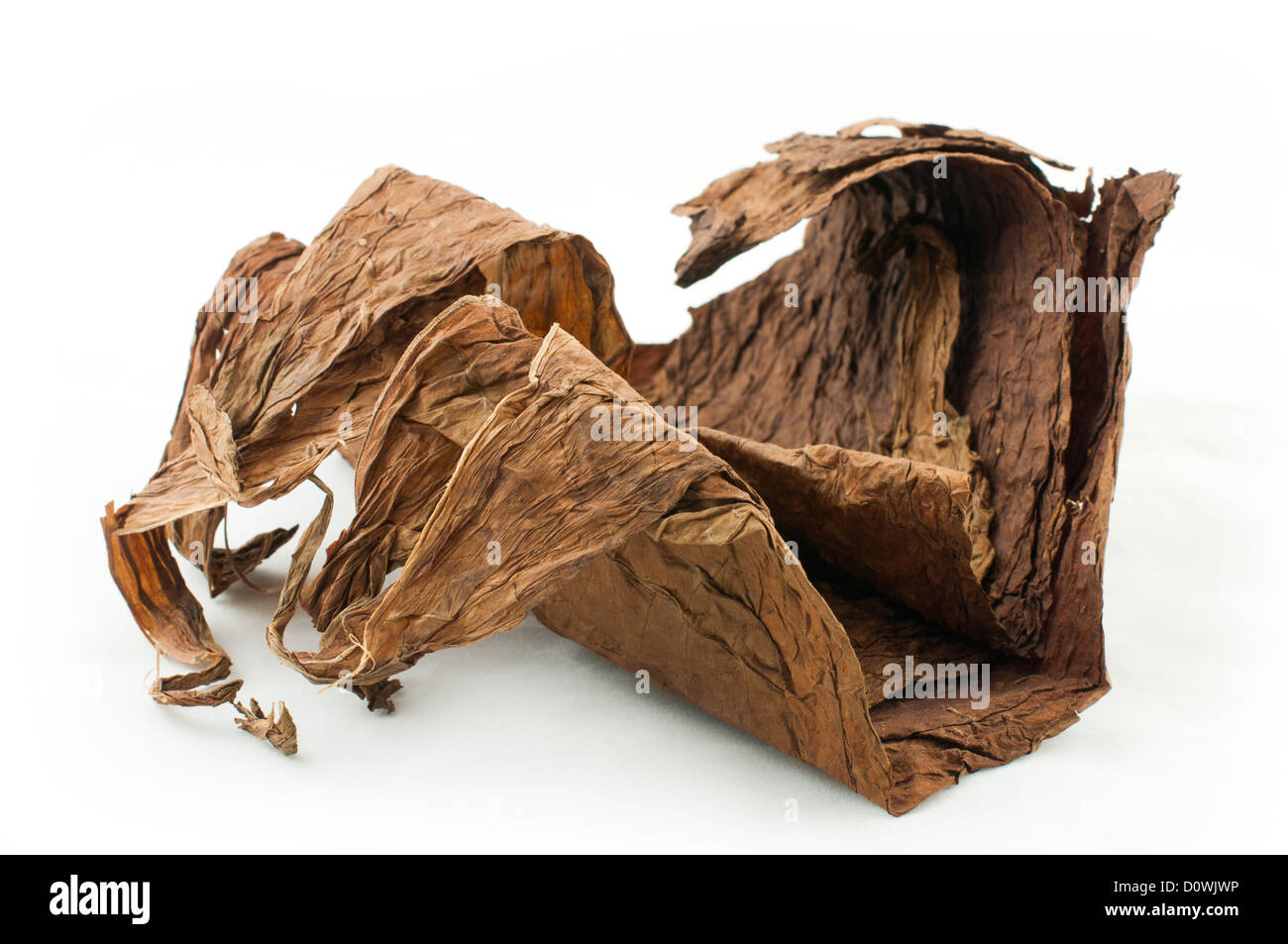 Dried tobacco leaves white isolated. Cuban aged tobacco Stock Photo