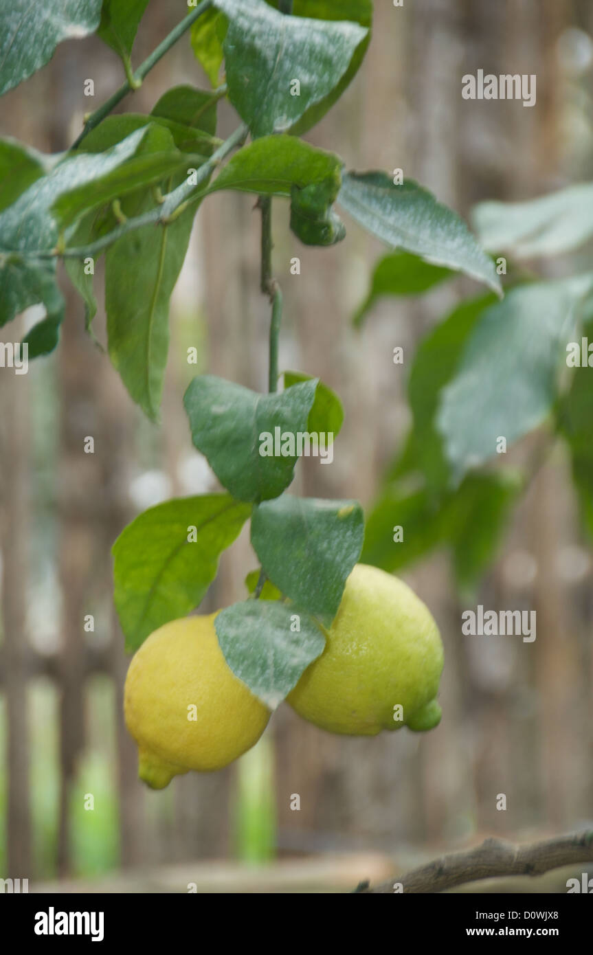 Lemons in a Sorrento, Italy, lemon orchard Stock Photo Alamy
