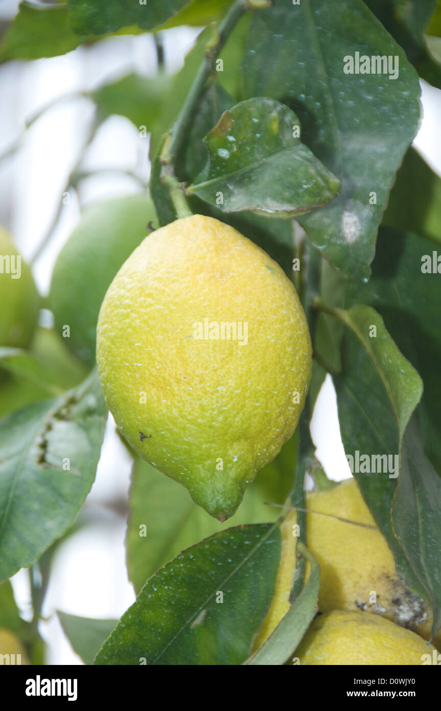 Lemons in a Sorrento, Italy, lemon orchard Stock Photo Alamy