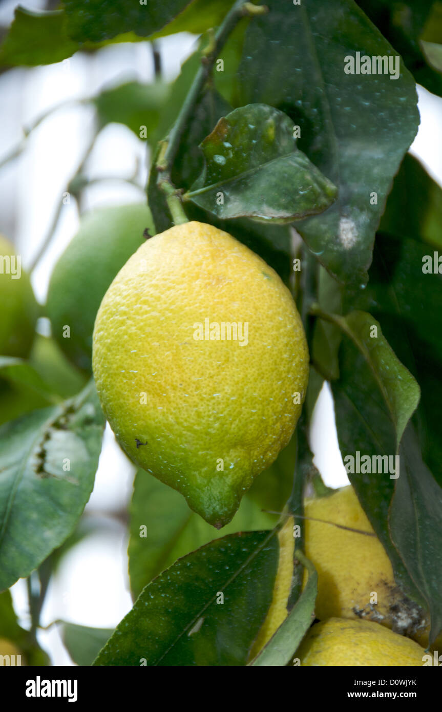 Lemons in a Sorrento, Italy, lemon orchard. Stock Photo