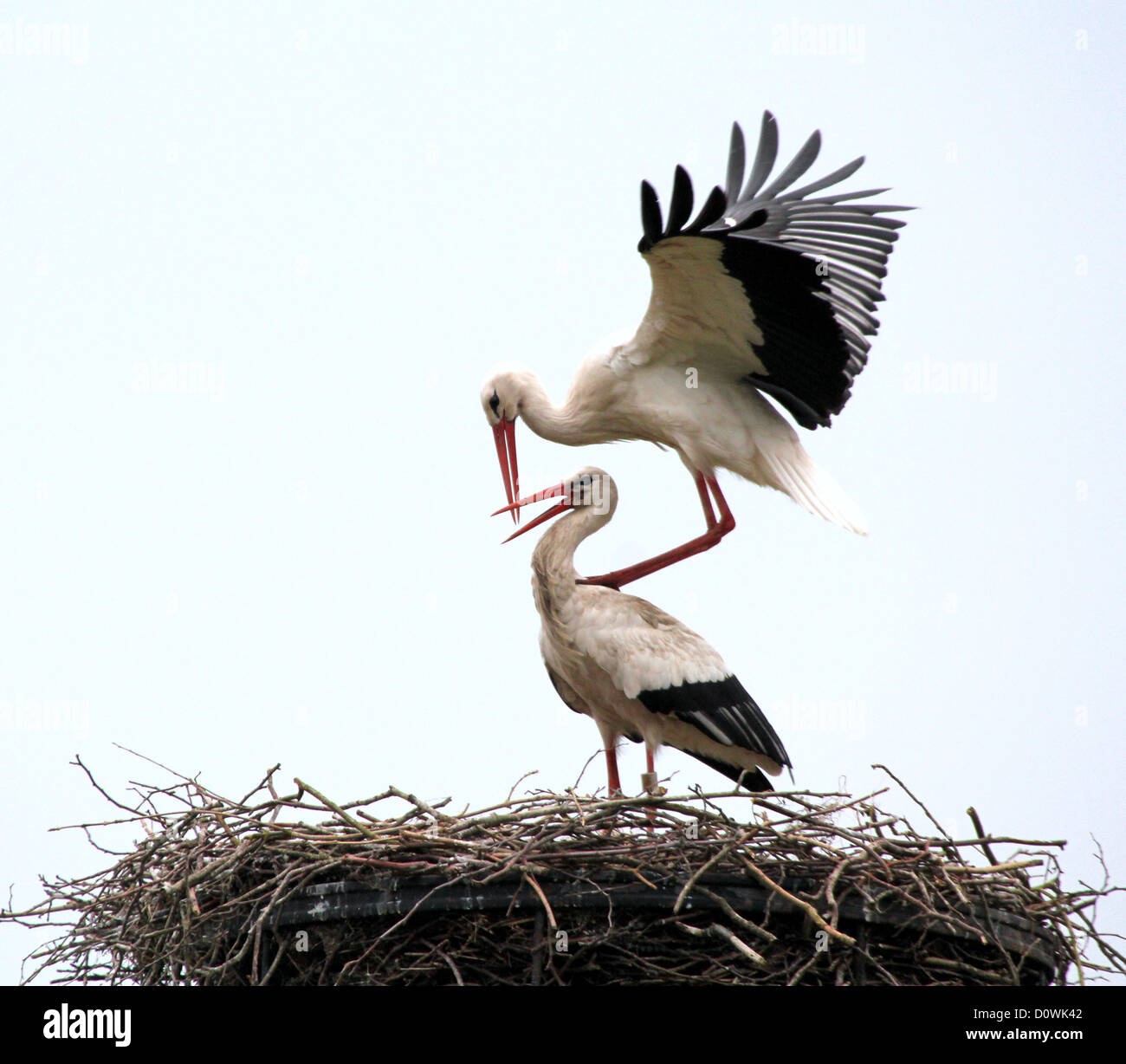 Two White Storks on the nest in a courtship ritual just prior to mating ...