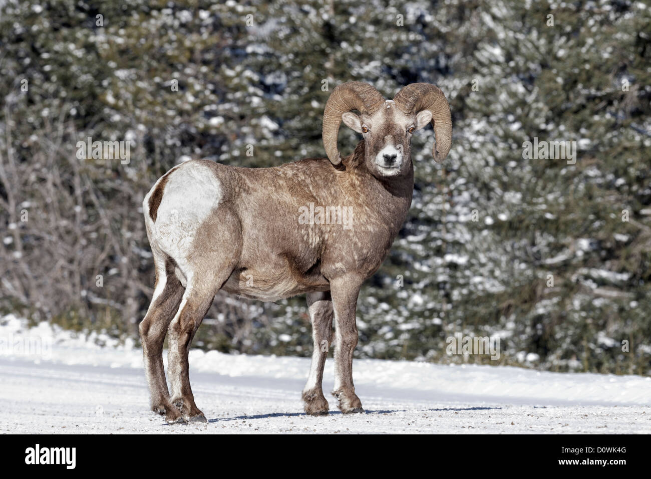 Adult ram sheep hi-res stock photography and images - Alamy